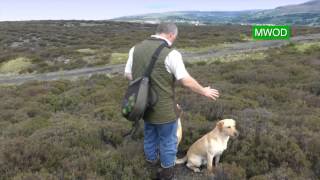 Labrador gun dog training [upl. by Toblat]