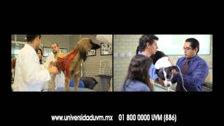 UVM  Licenciatura en Medicina Veterinaria y Zootecnia [upl. by Noirret]