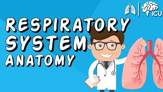 The Respiratory System CRASH COURSE [upl. by Rhoads171]