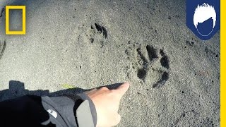 What’s Special About a Wolf’s Paw Print  National Geographic [upl. by Ahsenwahs]