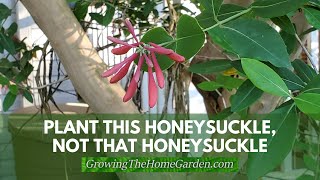 Plant This Honeysuckle Not That Honeysuckle [upl. by Gmur]