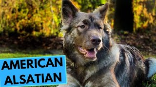 American Alsatian  Dire Wolf  TOP 10 Interesting Facts [upl. by Ilona485]