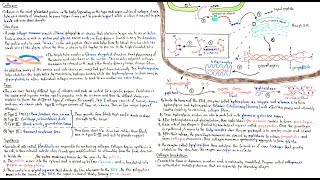 Structure and types of collagen [upl. by Ecyt]