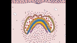 Development of Tooth  Part 4 Morphological stages  Bell stage [upl. by Olnee710]