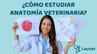 CÓMO ESTUDIAR ANATOMÍA VETERINARIA  Lauvet [upl. by Rosenzweig]