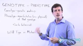 Genotype vs Phenotype [upl. by Clie704]