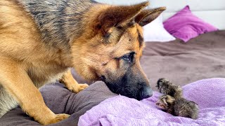 German Shepherd Meets Newborn Kittens for the First Time [upl. by Chapell]