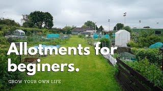 Allotments for beginners  vegetable gardening [upl. by Tito493]