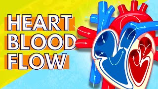 How Blood Flows Through the Heart [upl. by Sanburn168]