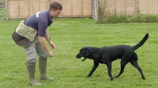 Gundog training Retrieve problems [upl. by Storfer556]