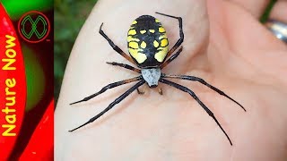 How Dangerous is a Black And Yellow Spider [upl. by Aiynot]