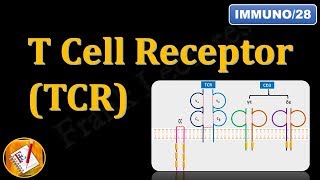 T Cell ReceptorTCR and CD3 FLImmuno28 [upl. by Sachsse694]