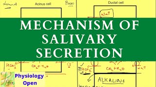 Regulating Gastric Acid Secretion Acetylcholine Gastrin and Histamine [upl. by Annaihr]