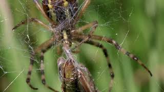 Argiope bruennichi [upl. by Natanoj28]