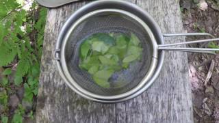 How To Make Wintergreen Tea [upl. by Dysart]