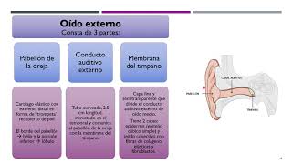 Sentido del Oído  Anatomía y FIsiología del oído [upl. by Etnaihc]