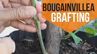 HOW TO GRAFT BOUGAINVILLEA 6 easy steps [upl. by Paddie]