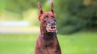 10 Most Illegal Dog Breeds in the World [upl. by Rimidalg]