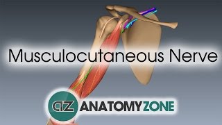 Musculocutaneous Nerve  3D Anatomy Tutorial [upl. by Lieberman]