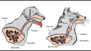 Fisiología Veterinaria del Sistema Respiratorio [upl. by Zurkow775]