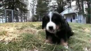 Dogs 101  Bernese Mountain Dog [upl. by Berthe636]