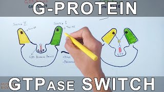 GProtein and GTPase Switching Mechanism [upl. by Ennasirk942]