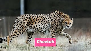 Cheetah Acinonyx jubatus [upl. by Nachison127]