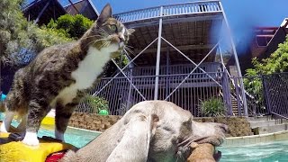 GoPro Didga the DogSurfing Cat [upl. by Airotnes845]