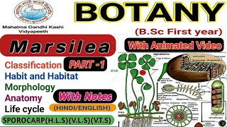 Marsilea  Morphology and Anatomy of Marsilea  Part1 [upl. by Theodoric]