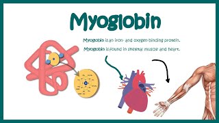 Myoglobin  Structure and function  oxygen binding kinetics [upl. by Edya]