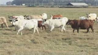 AmericanRancherMoreno Bucking Bulls [upl. by Tsiuqram]