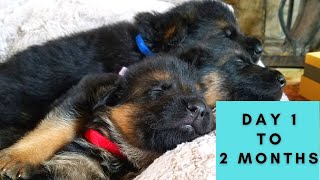 German Shepherd Puppies Growing Up Birth to 8 Weeks [upl. by Itin]