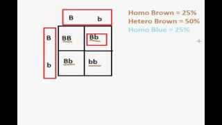 Difference Between Genotypes and Phenotypes [upl. by Graaf302]