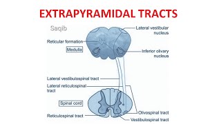 Extrapyramidal Tracts [upl. by Reckford]