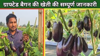 Grafted बैगन की खेती की सम्पूर्ण जानकारी  Brinjal Farming [upl. by Celeski]