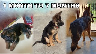 German Shepherd Puppy Growing from 30 Days to 7 Months  Long Coat GSD Puppy Transformation [upl. by Cline]