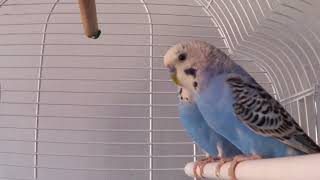 Periquitos cantando y haciéndose mimitos🐦 budgies [upl. by Donall559]