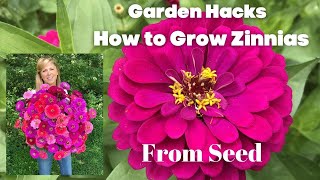 How to Grow Zinnias From Seed [upl. by Stenger]