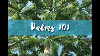 Palms 101 Part 2 [upl. by Nyved]