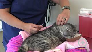 How to Give Subcutaneous Fluids to Your Cat at Home [upl. by Burrus]