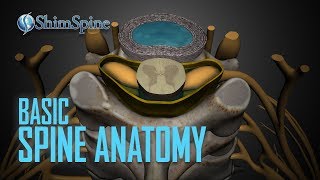 Basic Spine Anatomy [upl. by Rehprotsirhc]