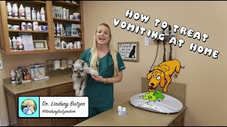 How To Treat Vomiting at Home  Vomiting dog [upl. by Anilorak]