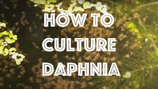 How To Culture Daphnia Magna [upl. by Roscoe]