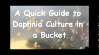 How to culture daphnia outside [upl. by Notfol]