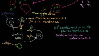 Linfocitos B células B  Khan Academy en Español [upl. by Enilrae716]