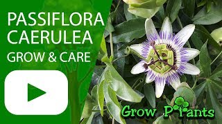 Passiflora caerulea  grow amp care Bluecrown Passionflower [upl. by Allen]