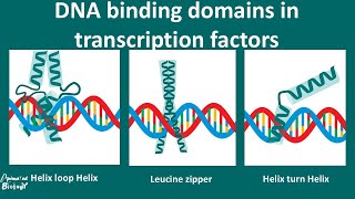 DNA Binding motifs overview [upl. by Mcwilliams]