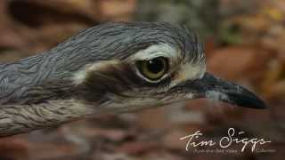 Bush Stone Curlew  Burhinus grallarius  HD Video Clip 1 Australian Bird Media [upl. by Cis]