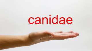 How to Pronounce canidae  American English [upl. by Jelle]