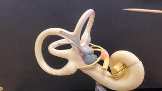 How Do Cochlear Implants Work The SYNCHRONY Cochlear Implant  MEDEL [upl. by Norym849]